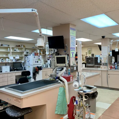 Surgery Area 2 at Camboro Veterinary Hospital